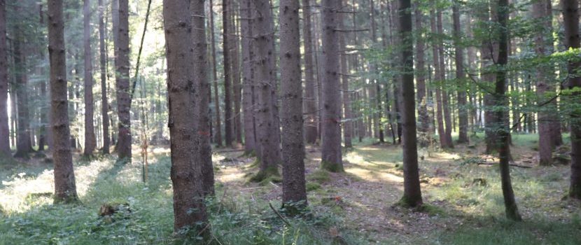 Verschiedene Bäume des Naturfriedhofs Ammersee
