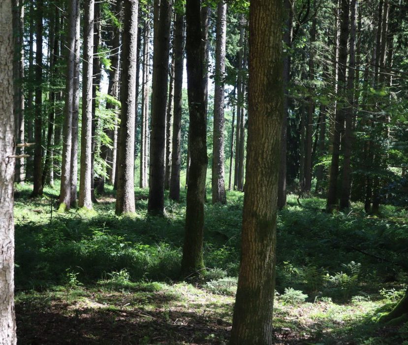 Verschiedene Bäume des Waldfriedhofs Ammersee