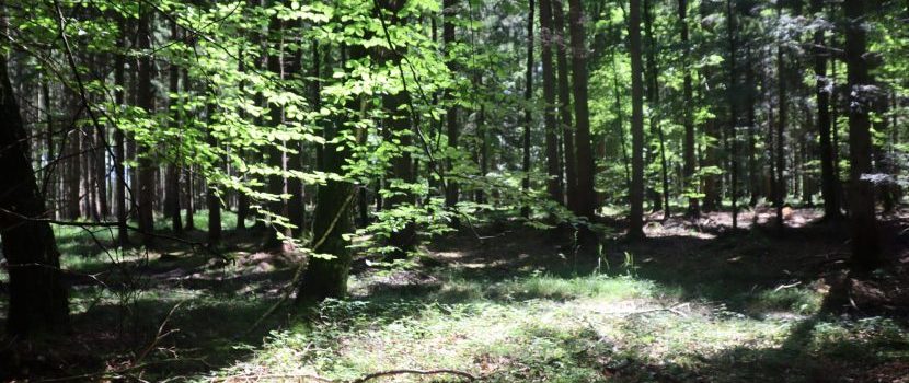 Waldlichtung des Naturfriedhofs Ammersee